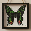 Butterfly shadowbox